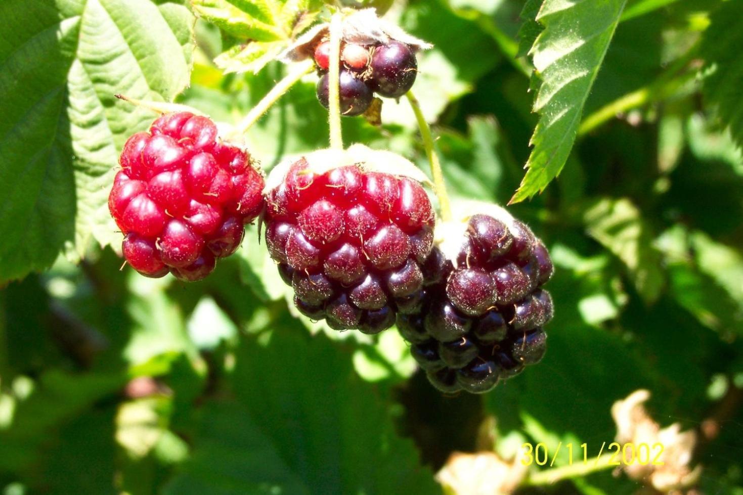 Вілла Wildebraam Berry Estate Свелендам Екстер'єр фото
